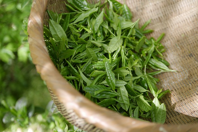 Fresh Tea Leaves